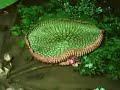 Giant Amazon Lily