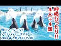 呼吸ぴったり！！４人＋４頭！！【2020年2月24日15:00　鴨川シーワールド　シャチパフォーマンス】