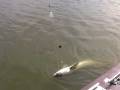 Delta Striper Sturgeon catfish Action Sacramento River