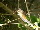 Beija-flor / Hummingbird Beija-flor / Hummingbird