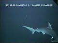 Broadbill Swordfish Strike