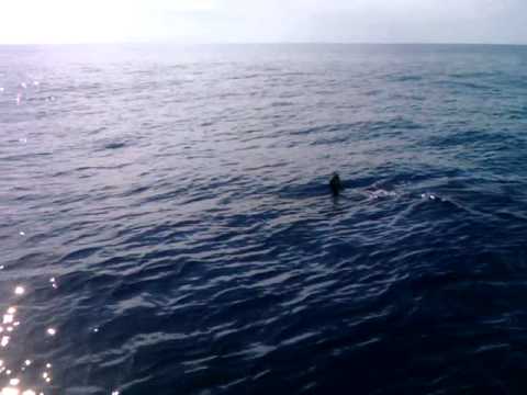 Great White