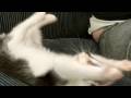 Elphie the Psycho Kitty