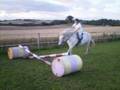 my pony tilly