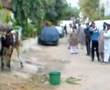 COW KICK IN PUNJAB