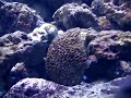 coral reef tranquilizer