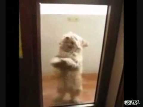 Curioso Perro Salsero