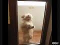 Curioso Perro Salsero