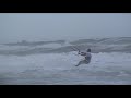 Freak Dog Kites During TS Fay