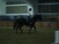 Kansas City Slew 1 -2004 TB gelding