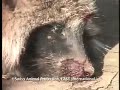 fur farm china