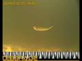 Drop Shot Angeln Barsch Die Drop Shot Montage