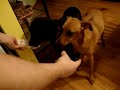 Meatwad and Snauzeberry Eating HeaterMeals!