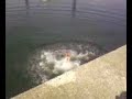loik salto arr