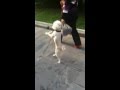 Dog walking on two legs