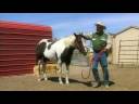 Pregnant Horse Care : Handling a Pregnant Horse Pregnant Horse Care : Handling a Pregnant Horse