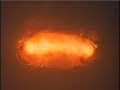 Nuclear Bomb compilation
