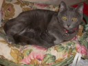 Briciola, il mio gatto certosino