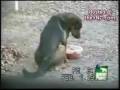 animal talent :: bunch of animals going wild ... animal talent wild drugs tripped out...