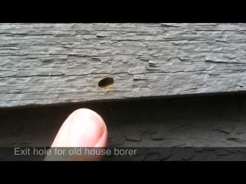 how to treat borer nz