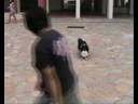 AK9 Athletic Academy Dog Activities Demo
