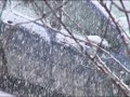 Snow in Bucharest - 07.12.16