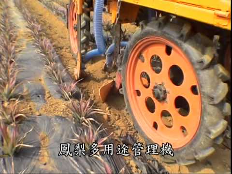 how to fertilize pineapples