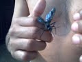 Insekten in: BOLIVIEN Insekten in: BOLIVIEN