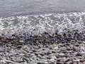 Le bruit des vagues