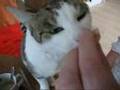 Kater Willi
