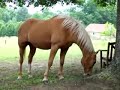 Grazing Horse