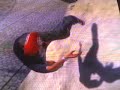 EA Skate-A Hippie Flip Gone Horribly Wrong 2