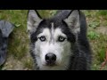 CAMPING WITH 5 ! - Mishka the Talking Husky