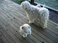 White puli with puppies White puli with puppies