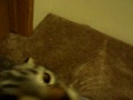 Thumbnail #3