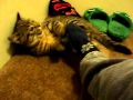 The cutest tiger part 2