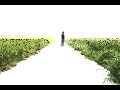 Walking through Rice field