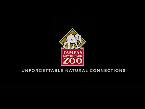 Tampa’s Lowry Park Zoo: Unforgettable Natural Connections