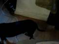 videos de Jager in cone