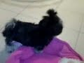 Essa é a nina, uma Shi-tzu de dois anos, no seu segundo cio.DESESPERADA!!!!