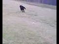 My Doggies Having Fun My Doggies Having Fun