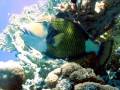 Diving Red Sea part 2