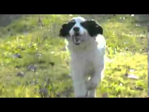 AKC Tri colored ESS Neutered 6 years old
