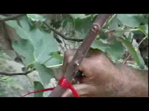 ΕΜΒΟΛΙΑΣΜΟΙ - ΠΩΣ ΜΑΘΑΙΝΩ ΝΑ ΜΠΟΛΙΑΖΩ ΔΕΝΔΡΑ ΚΑΙ ΙΔΕΕΣ ΜΑΘΗΜΑ ΕΜΒΟΛΙΑΣΜΟΥ ΑΠΟ ΤΟΝ ΜΑΝΟΛΗ ΗΛΙΑΚΗ.
