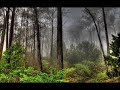 SHAKEDOWN - At Night (Paulijan Remix) - free flv video @ vwatch.tv