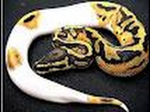 snake
