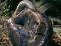 Python engolindo sua presa - Processo digestivo