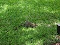 Texas squirrels