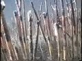 Northern Pike esox lucius Underwater Northern Pike esox lucius Underwater