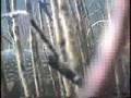 Northern Pike esox lucius Underwater